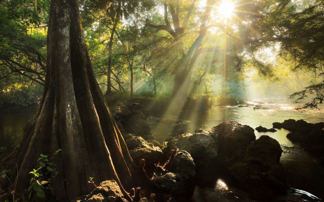 Photographers in Florida: The Importance of Having a Website